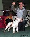  Ronin and I. FeHoVa CAC puppy class